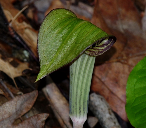 {Arisaema triphyllum}